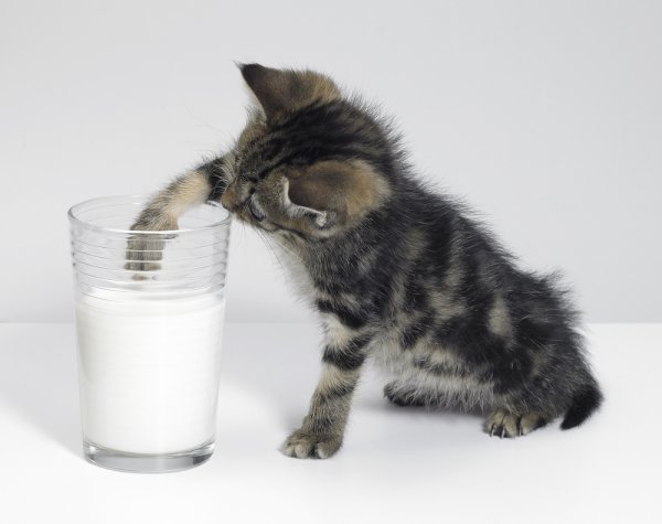 15 Rekomendasi Susu untuk Bayi Kucing yang Aman dan Bisa Memaksimalkan Pertumbuhan! (2023)