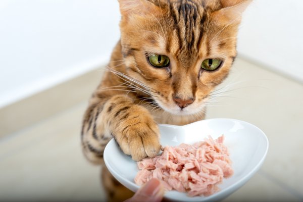 15 Rekomendasi Wet Food untuk Kucing Pilihan Terbaik Hanya untuk Anda, Terbaru 2023!