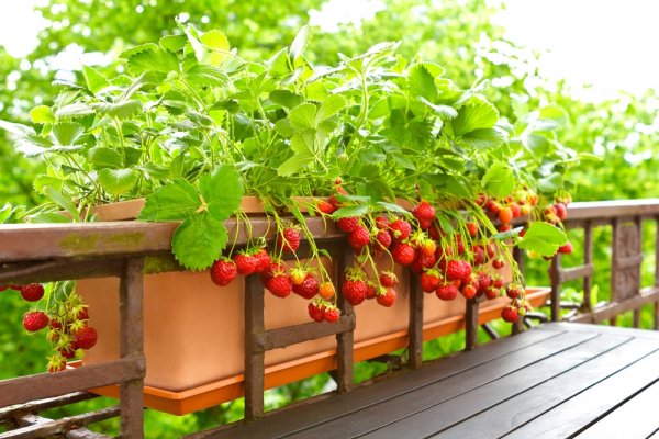 Mách bạn chi tiết cách trồng và chăm sóc dâu tây tại nhà (năm 2022)