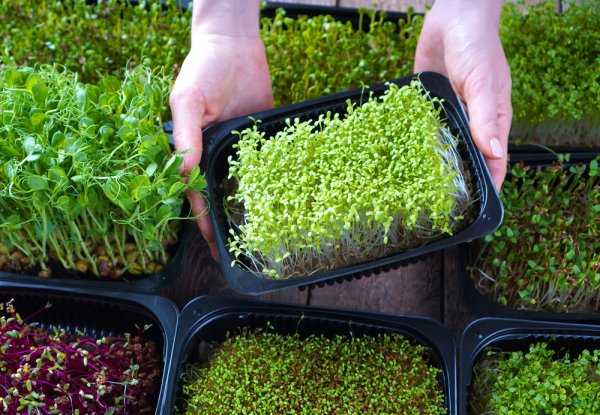What are Microgreens, Where in India can You Get Them (2021) and Microgreen List to Add a Welcome Splash of Color to a Variety of Dishes.