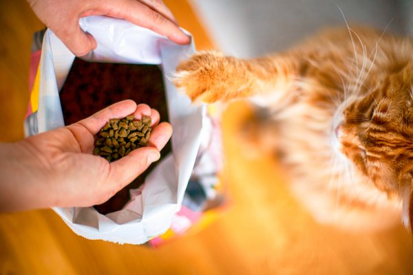 Kucing Pasti Suka, Inilah 15 Rekomendasi Snack Kucing yang Bagus! (2023)
