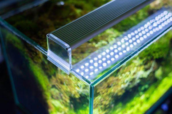 10 Rekomendasi Lampu Aquascape Terbaik untuk Ikan dan Tanaman (2022)