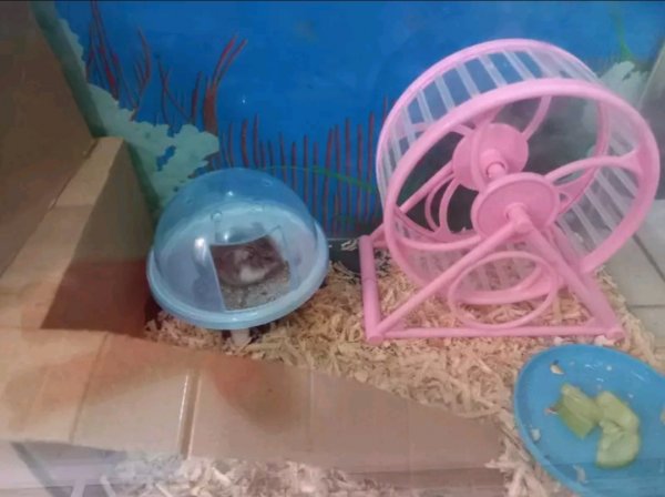Lihat Tingkah Lucu Hamster Memainkan 9 Rekomendasi Mainan Hamster Ini