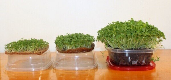 Want to Grow Microgreens without Dealing with Messy Soil(2021)? How o ...