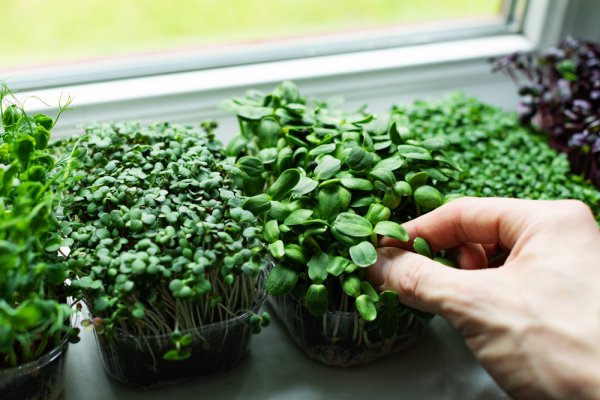 Homegrown Microgreens are a Great Way to Boost Your Family's Health: Learn How to Grow Microgreens at Home, Their Benefits, Plus Delicious and Nutritious Microgreen Recipes to Try Out (2021) 