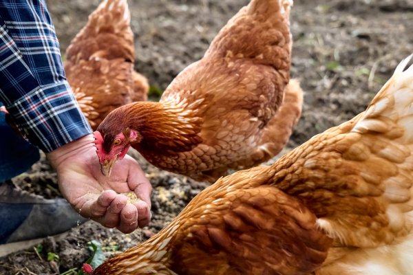 15 Rekomendasi Merk Pakan Ayam untuk Pertumbuhan dan Kesehatan Unggas Anda! (2023)