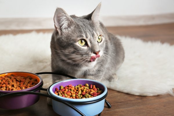 Penuhi Kebutuhan Nutrisi Anabul dengan 10 Pilihan Makanan Kucing Terbaik (2023)