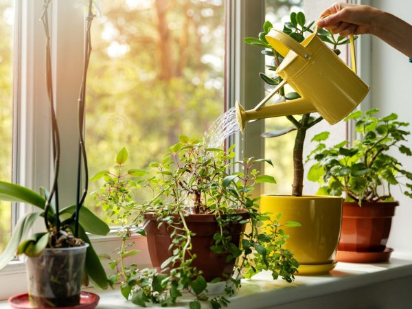 Your Guide to Indoor Plants: Keep Your Home Fresh and Pure with These Air Purifying Indoor Plants in 2020