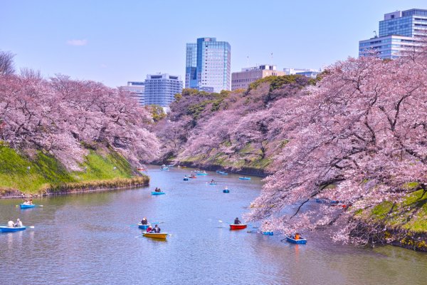 Quintessentially Japan! Discover Tokyo's Top Cherry Blossom Viewing Destinations and View the City Draped in a Spectacular Pink Hue (2023)