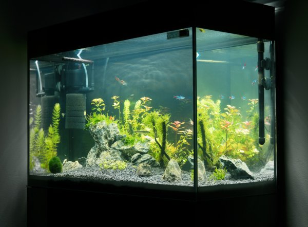 15 Rekomendasi Filter Aquarium Terbaik untuk Ikan Kesayangan (2023)