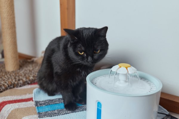 Gợi ý 10 máy uống nước cho mèo khuyến khích thú cưng uống nhiều nước mỗi ngày (năm 2022)