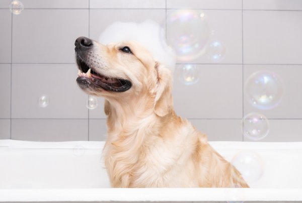 Rahasia Bulu Sehat dan Lebat! Inilah 15 Rekomendasi Shampo Anjing Terbaik untuk Anabul Anda (2023)