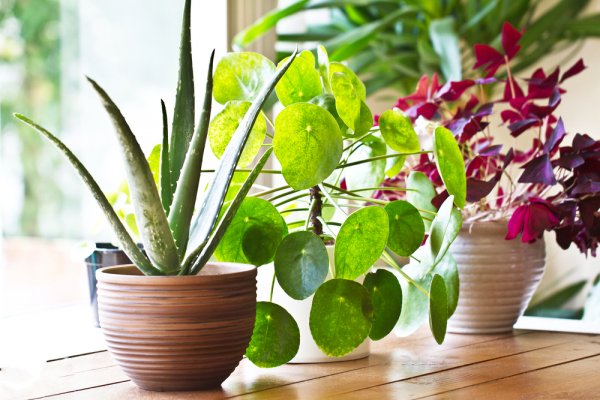 Why You Must Gift a Plant: 15 Plants to Buy Online + The Benefits of Plants at Home and 4 Tips on How to Buy Them