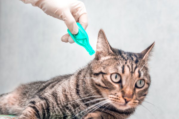 15 Rekomendasi Obat Kutu Kucing di Rumah agar Bebas Penyakit (2023)