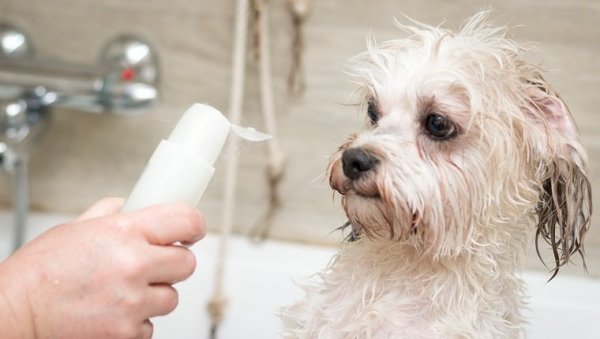 Does Your Dog Hate Bathing? Why not Try Dry Shampoos: 10 Dry Shampoos for Dogs and 5 Reasons Why You go for Dry Shampoos!