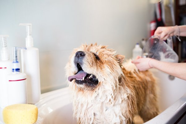 Keep Dogs Cool in Summer: 7 Vital Tips That will Help You Ensure That Your Pooch Remains Unharmed by the Scorching Summer Heat (2020)