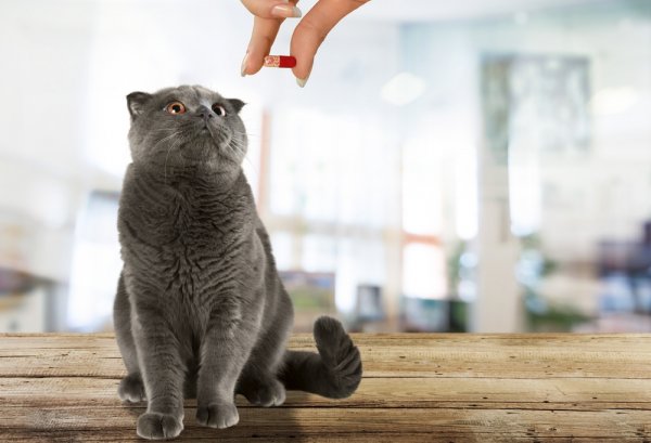 15 Rekomendasi Vitamin Kucing Buat si Anabul Tersayang (2023)