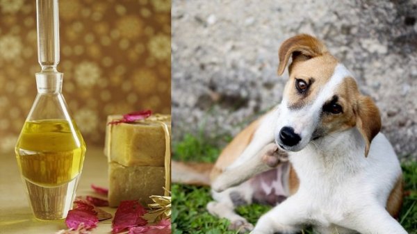 Wondering If Neem Oil is Safe for Dogs(2020)? A Guide to Address All Your Queries and How to Use It Safely and Effectively.