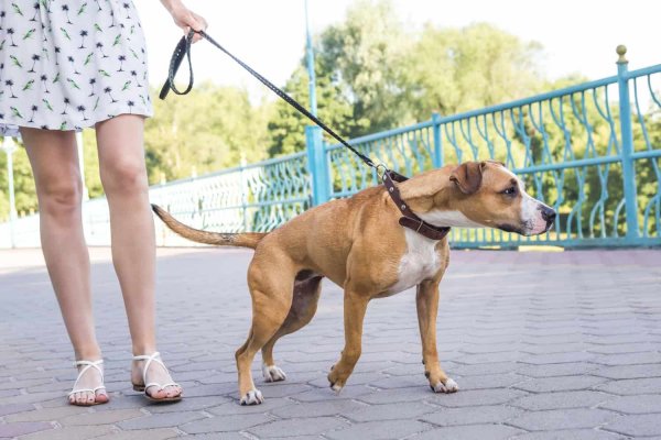 Want to Give Your Dog a New Look(2020)? Take a Peek at Some of the Most Adorable and Practical Dog Accessories to Give Your Pup a Little Extra Style! 