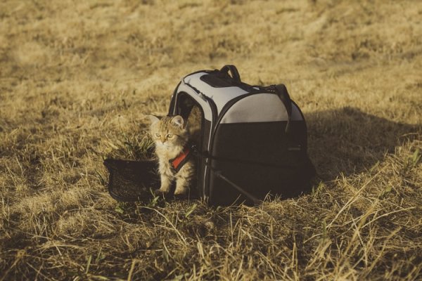 Sering Bawa Kucing Kesayangan Jalan-jalan? 10 Rekomendasi Tas Kucing Portabel Ini Wajib Kamu Miliki