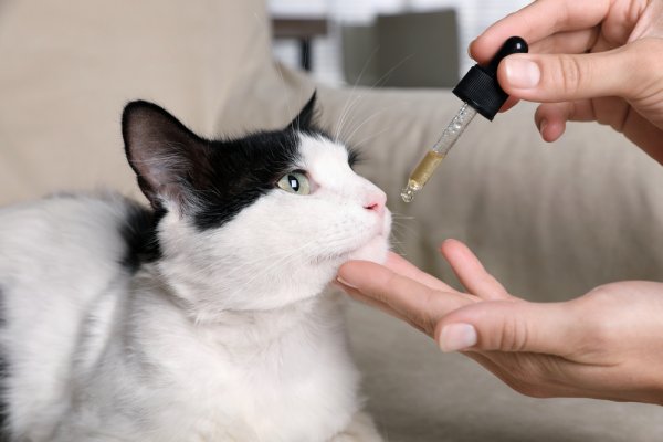 15 Rekomendasi Obat Mencret Kucing yang Ampuh dan Tetap Aman selama Perawatan (2023)