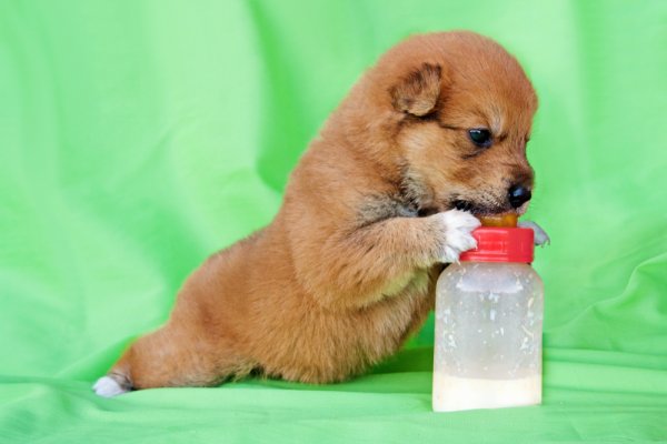 13 Rekomendasi Susu untuk Anak Anjing untuk Dapatkan Nutri Optimal