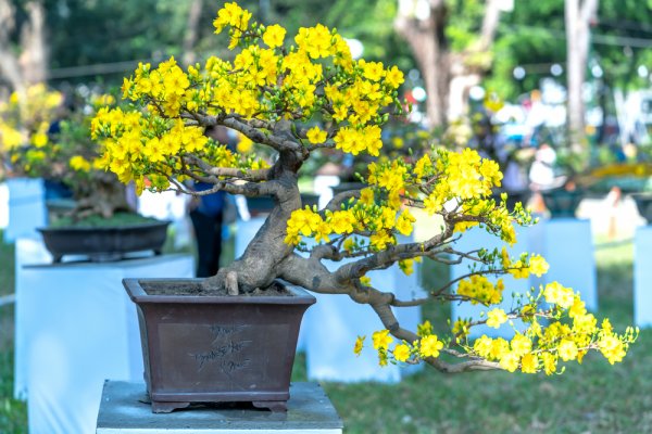 Gợi ý 10 mẫu bonsai chơi Tết độc đáo, đem lại tài lộc cho gia chủ (năm 2021)