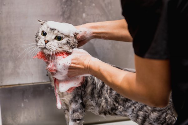 15 Rekomendasi Shampo Kucing yang Bagus untuk Kesehatan Kulit Kucing (2023)