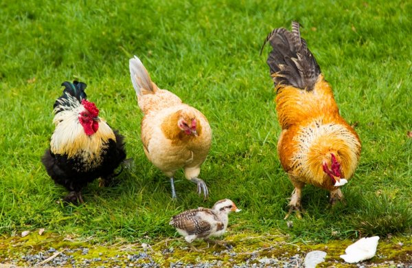Punya Usaha Peternakan Ayam? Inilah 10 Pakan Ayam Alami dan 3 Rekomendasi Produk Pakan Ternak Terbaik