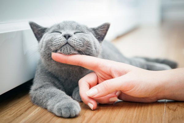 10 Obat Diare Kucing yang Ampuh dan Aman, Serta Tips Jaga Kesehatan Anabul Kesayangan (2023)