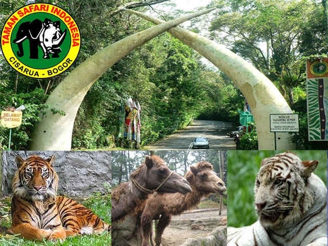 Rekomendasi Penginapan Taman Safari Beserta Wisata Pilihan