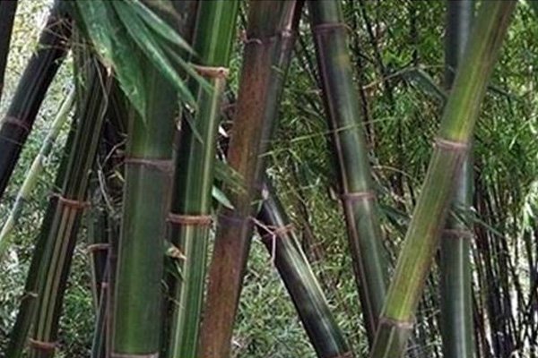 10 Rekomendasi Mainan dari Bambu yang Keren dan Asyik 