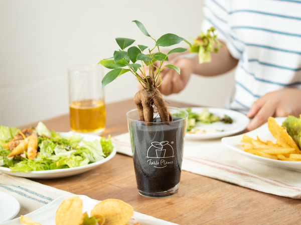 初心者にもおすすめのインテリアグリーン「土を使わない観葉植物Table