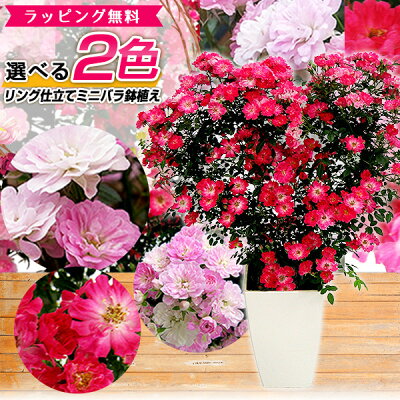 2色から選べる 薔薇 リング仕立て ツル ミニバラ 鉢植え 母の日 プレゼント 特大ボリューム満点 送料無料 鉢花 母の日ギフトフラワー 花 ギフト 母の日 2023年