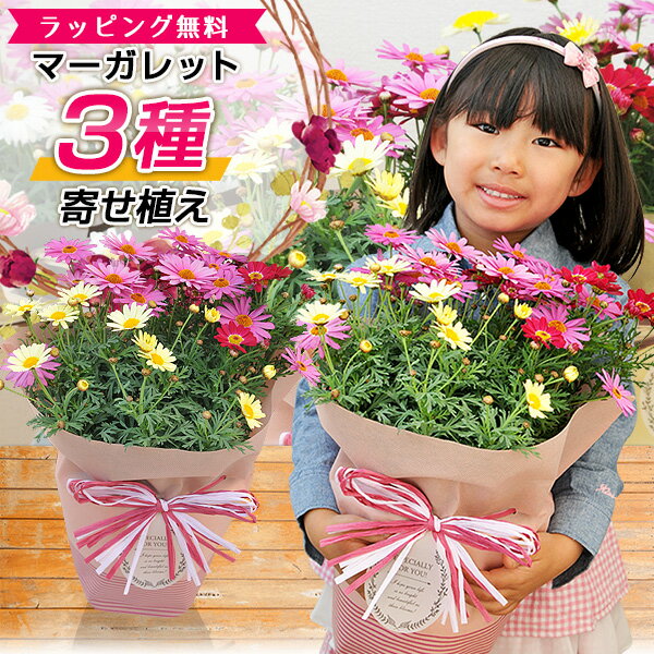 母の日ギフトにおすすめの花の鉢植え 人気ブランドランキングtop18 21年版 ベストプレゼントガイド
