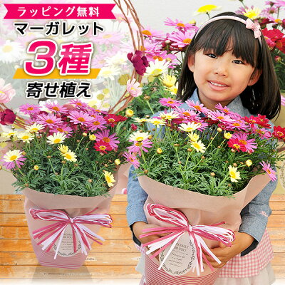 母の日ギフトにおすすめの花の鉢植え 人気ブランドランキングtop18 21年版 ベストプレゼントガイド 母の日ギフトにおすすめの花の鉢植え 人気ブランドランキングtop18 21年版 ベストプレゼントガイド
