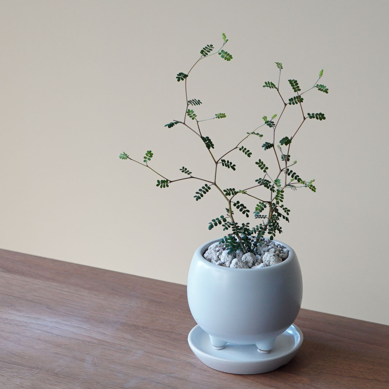 母の日ギフトに人気の観葉植物 おすすめ通販ランキングtop15 ベストプレゼントガイド