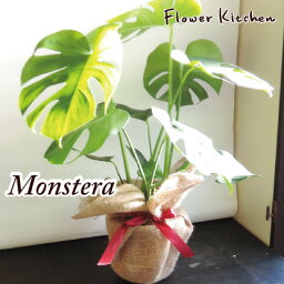 モンステラ 人気ブランドランキング ベストプレゼント