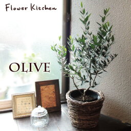 観葉植物 オリーブ 人気ブランドランキング21 ベストプレゼント 観葉植物 オリーブ 人気ブランドランキング21 ベストプレゼント