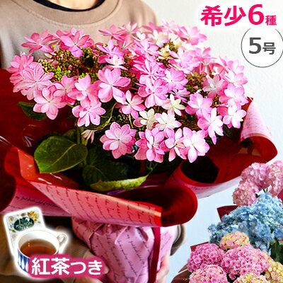 母の日 プレゼント 花 鉢植え あじさい【受賞歴多数産地で高品質】アジサイ 紫陽花 花鉢 ギフト 珍しい 希少 ボリューム 鉢花 ダンスパーティー 送料無料 毎年 咲く 筑紫ルビー 筑紫の風 義母 50代 60代 70代 80代 2023