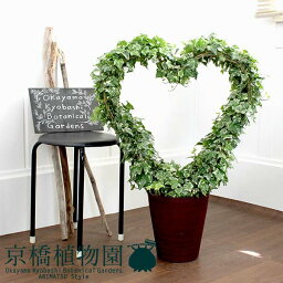 観葉植物 人気ブランドランキング22 ベストプレゼント 観葉植物 人気ブランドランキング22 ベストプレゼント