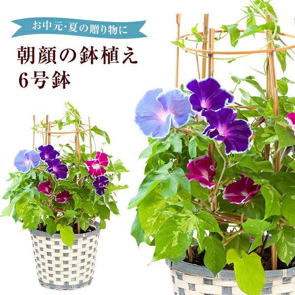 おしゃれな鉢植えのフラワーギフトランキング22 母の日には可愛いバラがおすすめ ベストプレゼントガイド