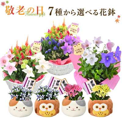 敬老の日 花 ギフト プレゼント 7種から選べる お花 リンドウ 白寿 桔梗 ケイトウ カランコエ 鉢植え 鉢花 花鉢 東北〜関西送料無料 敬老 フラワーギフト ふくろう 三毛猫 花のギフト社
