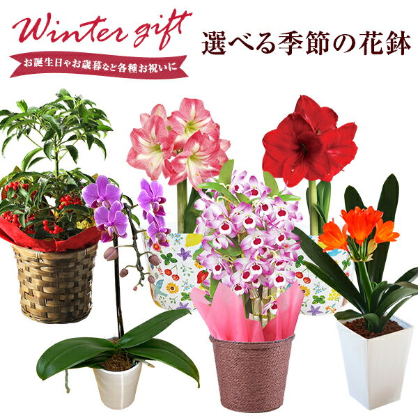 花 デンドロビウム 人気ブランドランキング22 ベストプレゼント