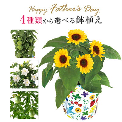 早割 5%OFF 父の日 ギフト プレゼント 花 鉢植え ひまわり ガーデニア ほおずき パッションフルーツ 東北〜関西 送料無料 4種類から選べるお花 父の日プレゼント 鉢花 花鉢 果樹 花のギフト社