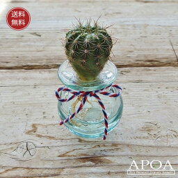 観葉植物 開店祝い 開業お祝いプレゼント 人気ランキング21 ベストプレゼント 観葉植物 開店祝い 開業お祝いプレゼント 人気ランキング21 ベストプレゼント