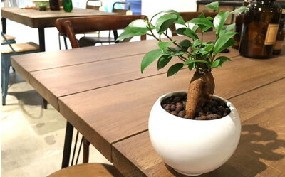 【送料無料】 ハイドロ カルチャー 観葉 植物 観葉植物 おしゃれ ガジュマルの木 ガジュマル 福をもたらす精霊が住む木 ミニ 白 丸型 陶器鉢 結婚式 贈呈 ギフト プレゼント 女性 母 父 お祝い 誕生日 がじゅまるの樹 送別会 新築祝い 引越し祝い 風水 快気