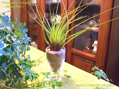 【送料無料】 観葉植物 インテリア 小さい エアープランツ エアプランツ トリコロール デザイン グラス 種類 ガラス ミニ 人気 室内 (植物工房ユーロプランツスタジオ)