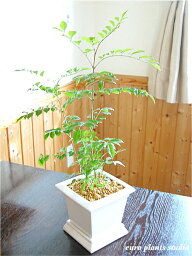観葉植物 シマトネリコ 人気ブランドランキング21 ベストプレゼント