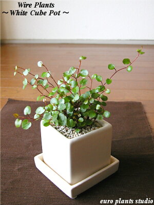 【送料無料】 観葉植物 インテリア ワイヤープランツ 誕生日 鉢植え 陶器鉢 ホワイト キューブ 高さ15cm程度 受け皿付き 土植え 白 角 陶器 デスク 誕生日 風水 ギフト お祝い 日陰 北欧 加湿器 簡単 丈夫 ミニ観葉 トイレ】